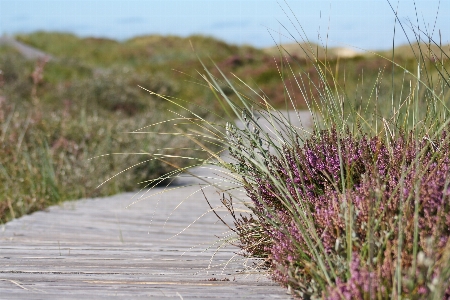 Path grass marsh plant Photo