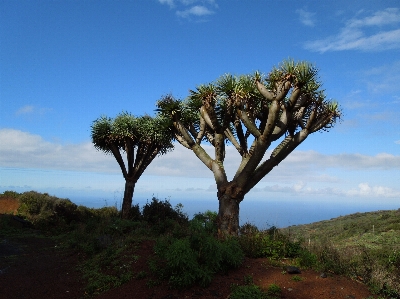 Foto Paesaggio mare costa albero