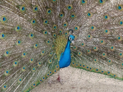 Bird wing wildlife pattern Photo