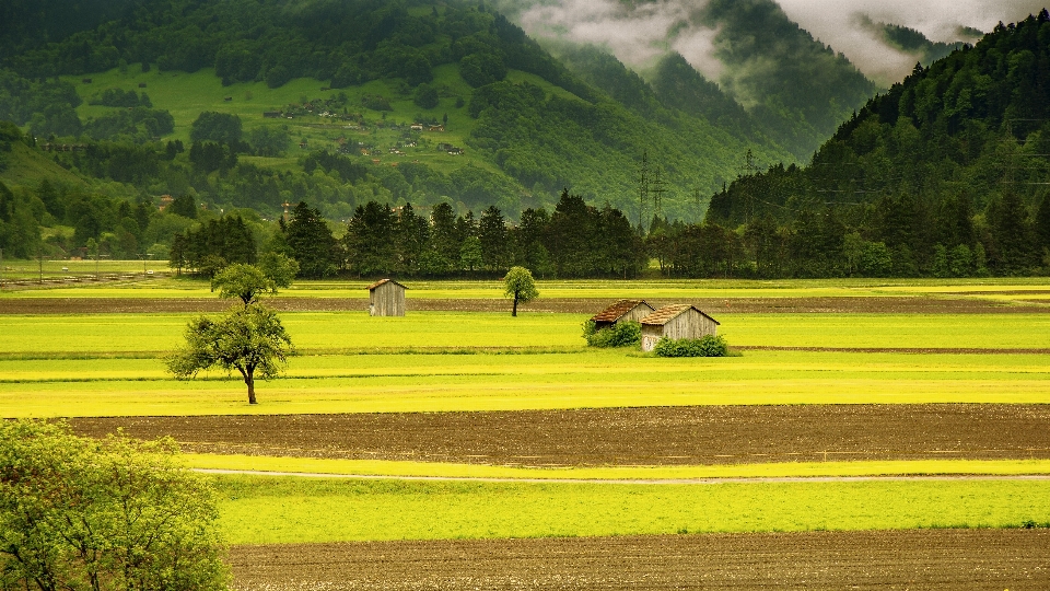 Paisagem árvore natureza grama