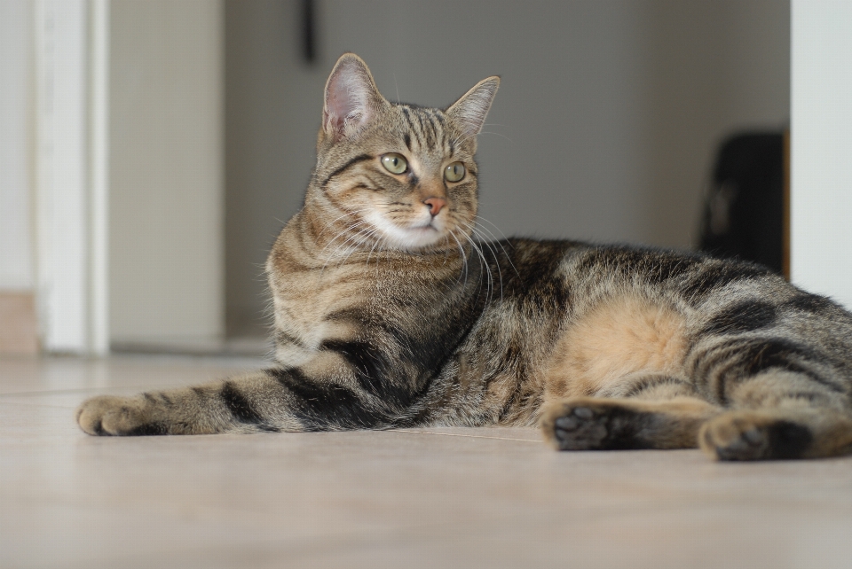 Suchen haustier kätzchen katze