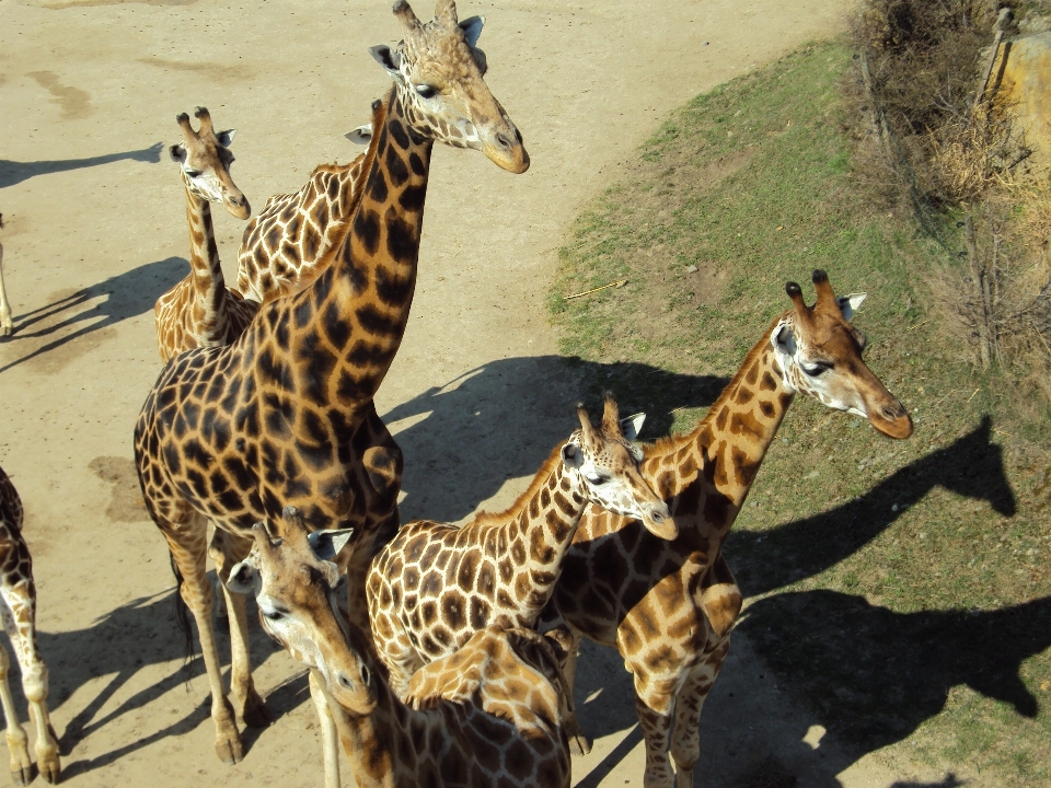 Tierwelt zoo säugetier fauna