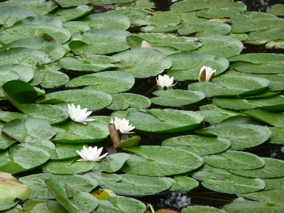 水 自然 アウトドア 花 写真