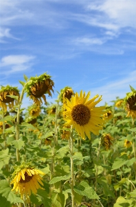 Landscape nature outdoor blossom Photo