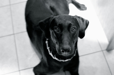 黒と白
 子犬 犬 動物 写真