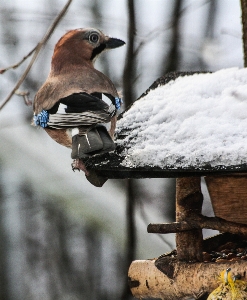 Branch snow winter bird Photo