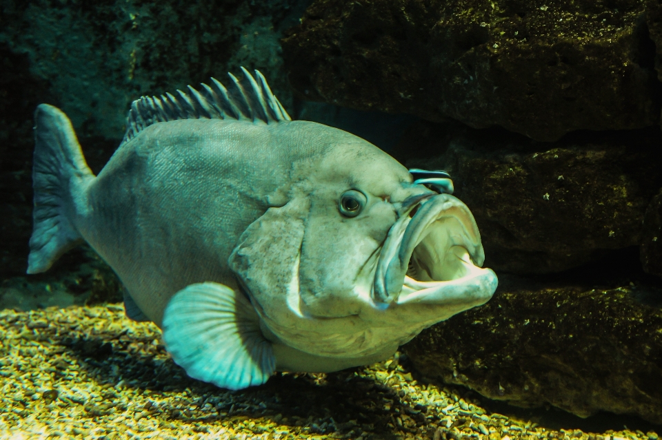 海 水 動物 水中