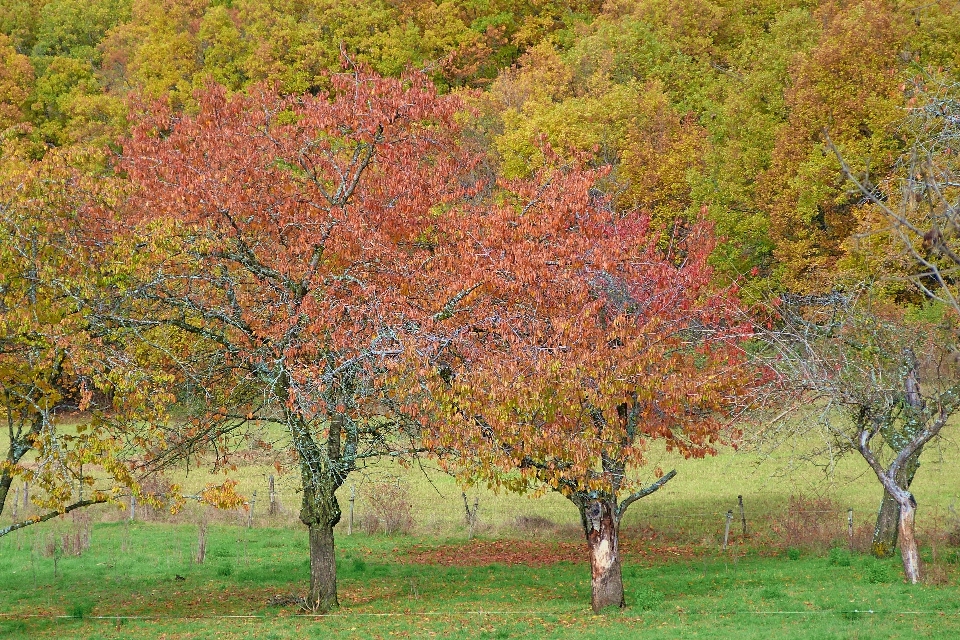 árvore natureza filial plantar