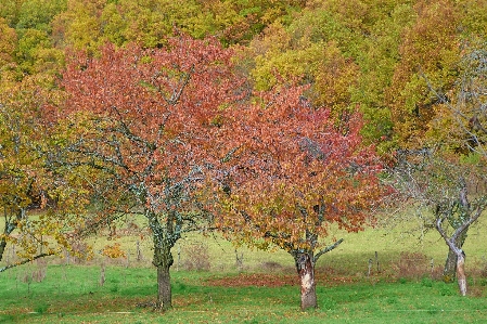 Tree nature branch plant Photo