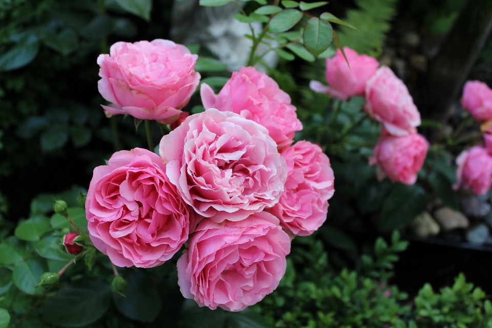 Fleurir usine fleur pétale