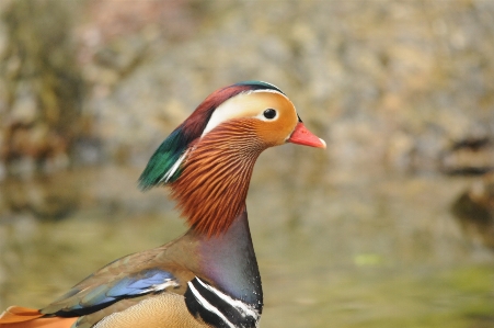 水 鳥 動物 男 写真