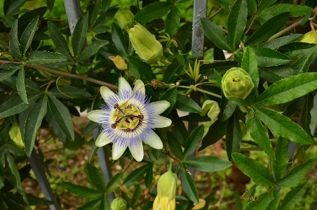 Blossom plant flower bloom Photo