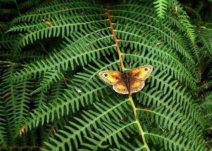 Tree nature forest branch Photo