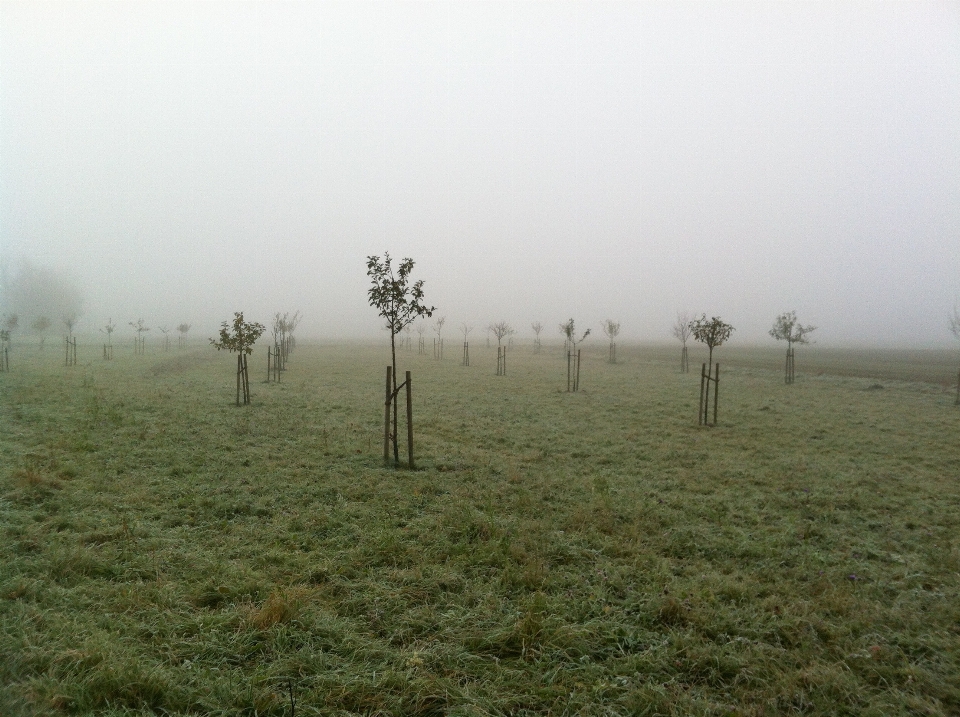 Paisaje árbol naturaleza planta