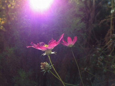 Foto Bosque planta luz de sol flor