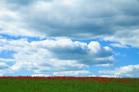 Landscape grass horizon light Photo