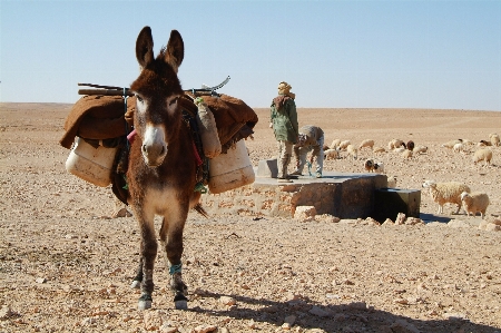 Landscape desert herd mammal Photo