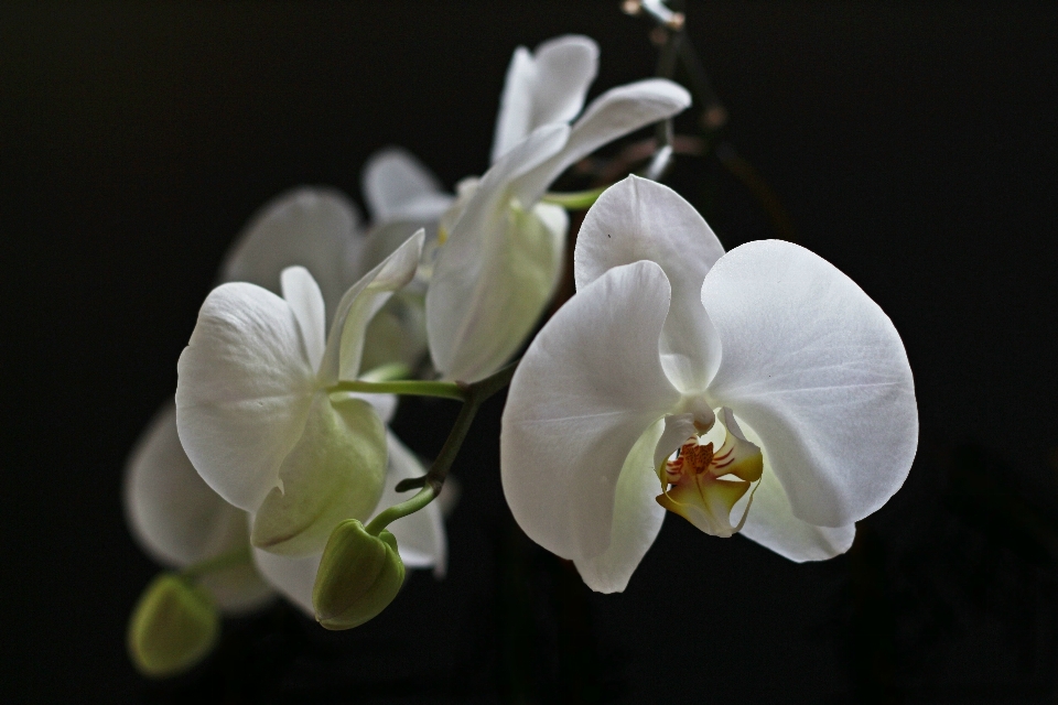 Blossom plant white photography