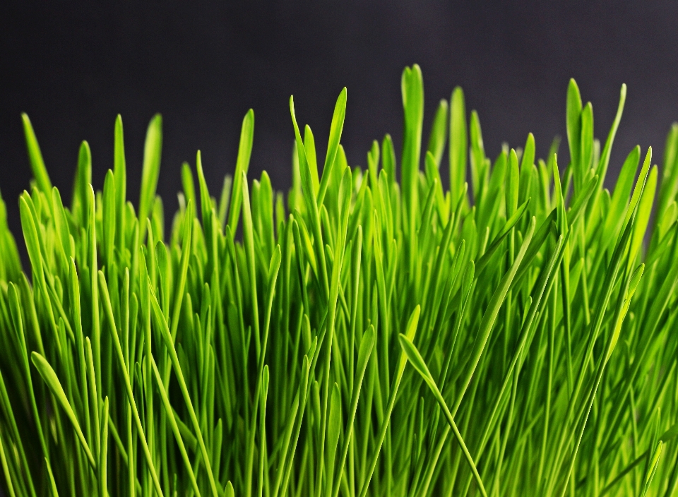 Nature grass plant lawn