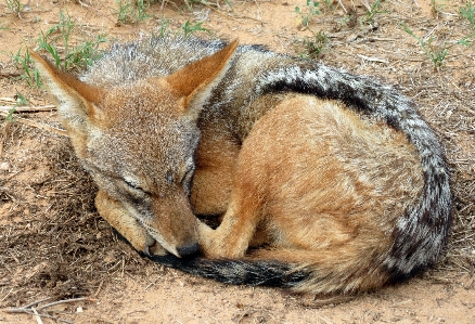 Foto Animal animais selvagens mamífero raposa