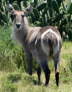 Nature animal wildlife deer Photo