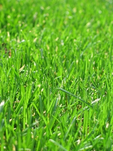 Grass growth plant field Photo