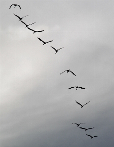 Nature branch bird wing Photo