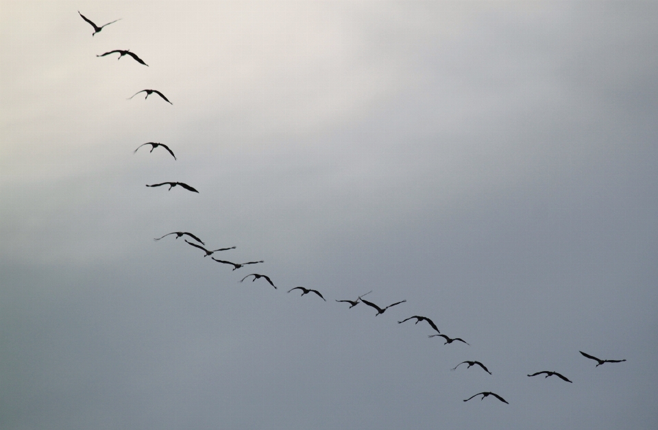 Nature branch bird wing