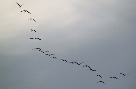 Nature branch bird wing Photo