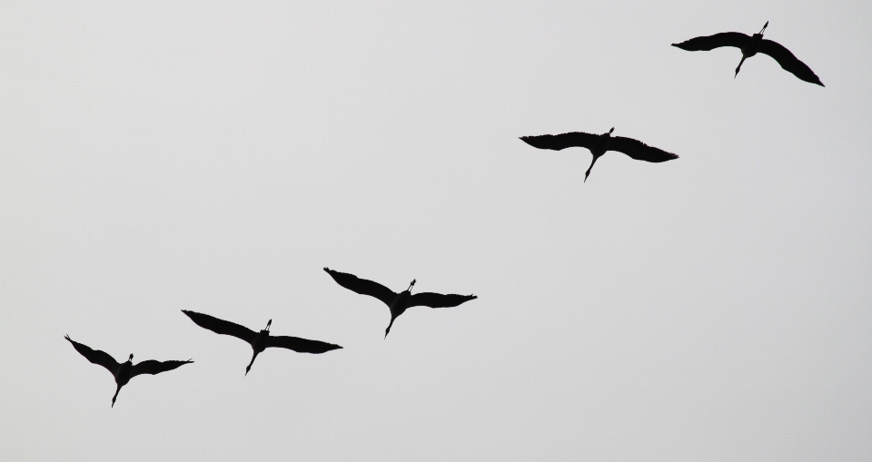 Nature bird wing sky