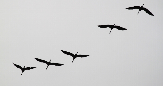 Nature bird wing sky Photo