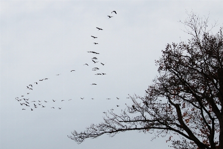 Nature branch bird wing Photo