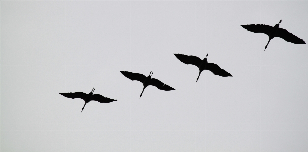 Nature bird wing sky Photo