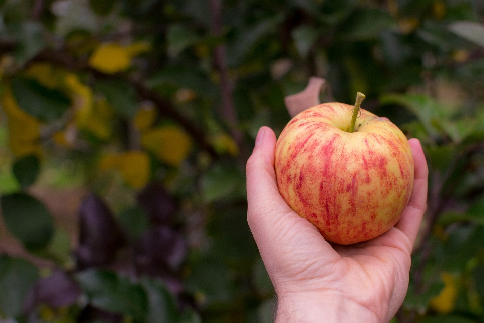 Apple ağaç doğa dal