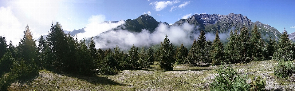 Tree forest wilderness mountain