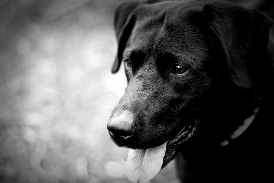 Extérieur noir et blanc
 blanc chiot