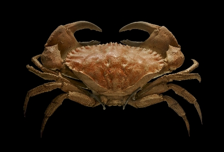 France food museum seafood Photo