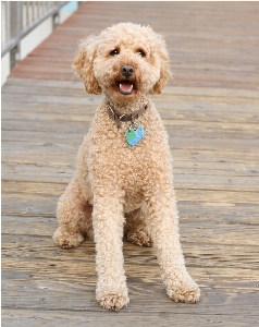 犬 動物 犬歯
 毛皮 写真