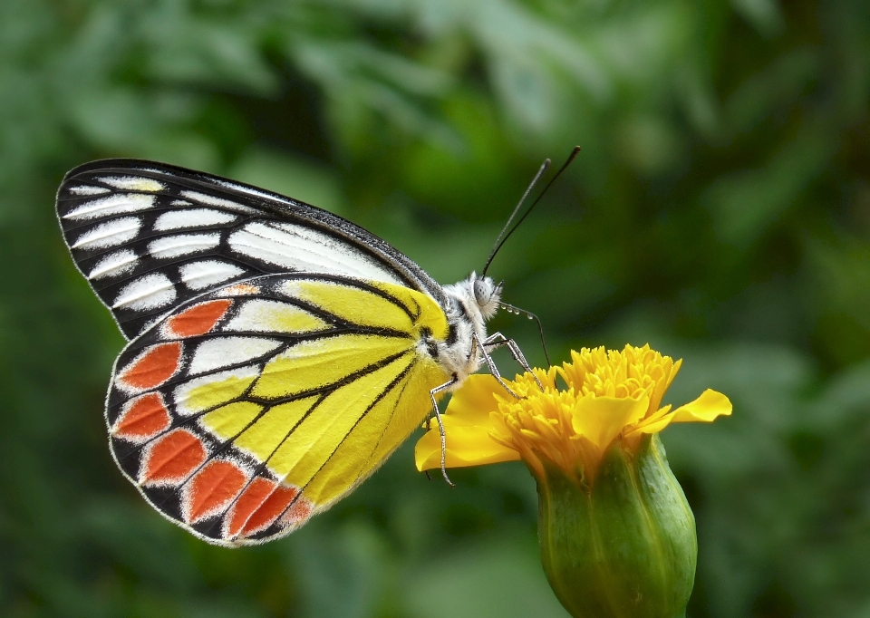 Natura ala bianco fiore