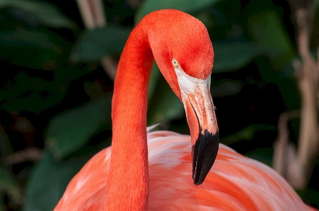 Bird animal zoo portrait Photo