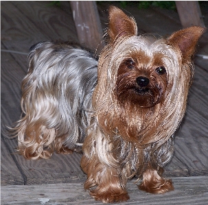 Foto Perro animal canino
 mirando