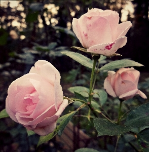 自然 花 植物 甘い 写真