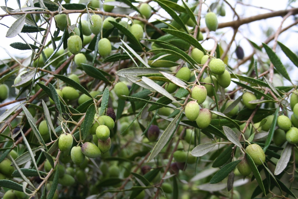 árbol rama planta fruta