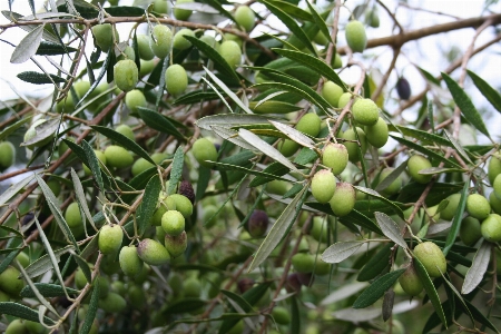 Tree branch plant fruit Photo