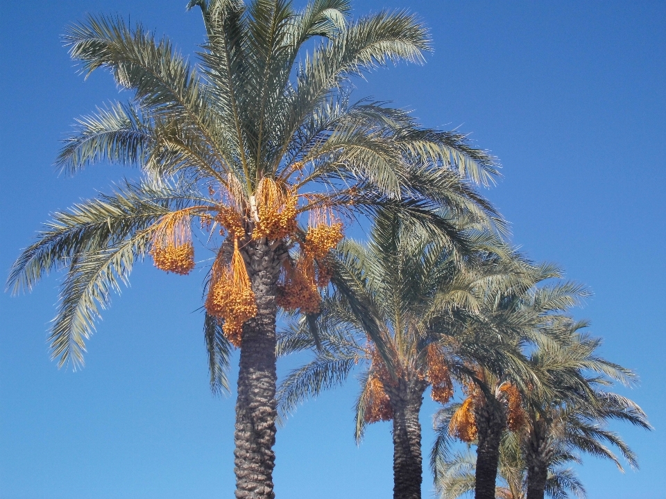 Baum zweig anlage himmel