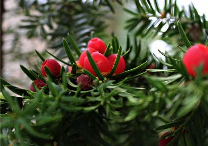 Foto árbol naturaleza rama espinoso
