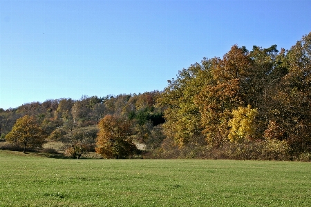 Landscape tree nature forest Photo