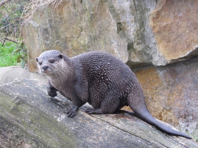 濡れた 野生動物 動物園 毛皮 写真