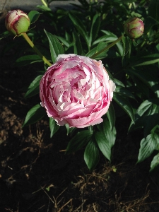 Blossom plant flower petal Photo