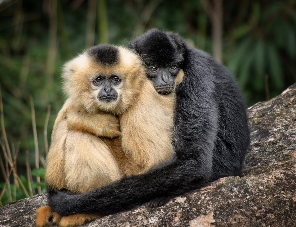 Wildlife zoo couple mammal